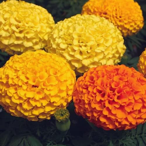 Park Seed Whopper Mix Marigold Flower Seeds – Giant 4-Inch Double Blooms in Yellow, Gold & Orange, Compact and Weather-Resistant Plants, Easy to Grow for Beds or Containers – Pack of 25