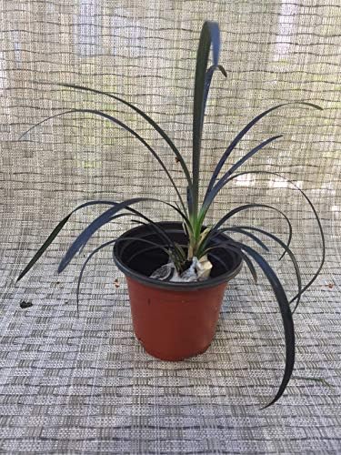 4 Inch Pot of Black Mondo Decorative Grass