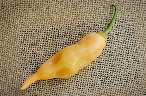 Sugar Rush Malawi Piquante Heirloom Pepper Premium Seeds for Planting Packet + More