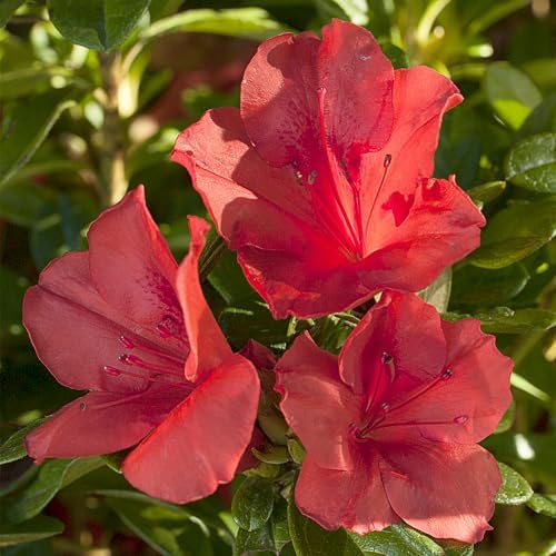 2 Gallon Encore Azalea Autumn Sunset Shrub