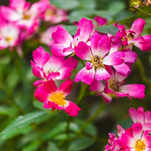 Perfect Plants Pink Drift Rose 1 Gallon, Live Plant Includes Planting Guide