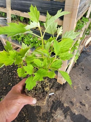 Munchkin Dwarf Oakleaf Hydrangea - Live Plant - (1 PT)