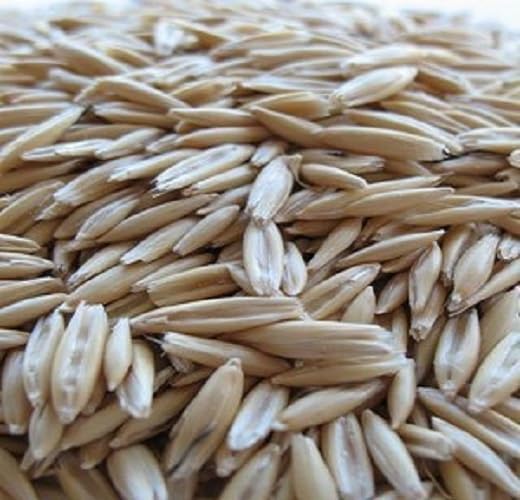 Cayuse Oats Seeds, Hulless Grain Cover Crop Forage Grass, 400c | 100% Heirloom, 100% Open Pollinated, 100% Non-GMO, 100% Non-Hybrid.
