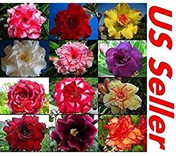 10 PC Desert Rose Seeds Mixed Colors B99