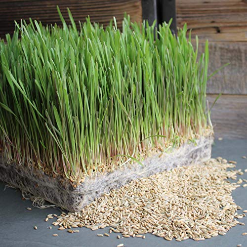 Handy Pantry Organic Rye Grain Seeds - Rye Seed 5 Lb Bulk Sprouting | Organic Rye Berries and Seeds for Flour, Meal, Pasta, Marble Bread, Cracked Grain, Sprouting, and Grass Growing