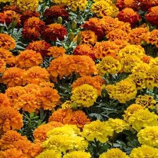 Park Seed Whopper Mix Marigold Flower Seeds – Giant 4-Inch Double Blooms in Yellow, Gold & Orange, Compact and Weather-Resistant Plants, Easy to Grow for Beds or Containers – Pack of 25