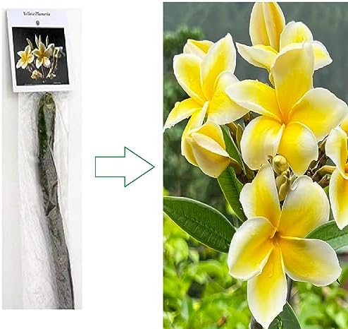 Yellow Hawaiian Plumeria Cutting 10 inches