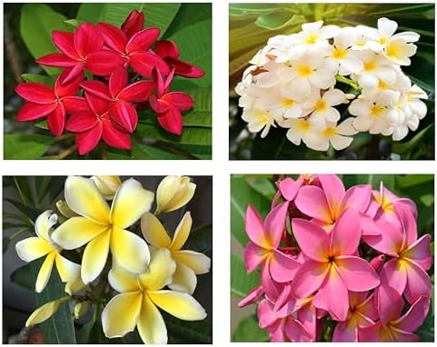 Plumeria Frangipani Plant Cuttings 4 Mixed Colors - Red, White, Yellow