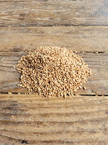 Ernst Grain & Livestock Soft Red Wheat Berries – Non‑GMO Feed Grade – 46 LB Bulk Bag – Ideal for Livestock & Poultry Feed – Grown (Family