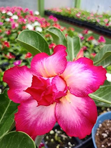 New!! U.S. Seller 50 Fresh Desert Rose Seeds Mixed Colors Adenium Desert Rose 50 Pack Single and Multi Colored Flowers Fresh Seeds
