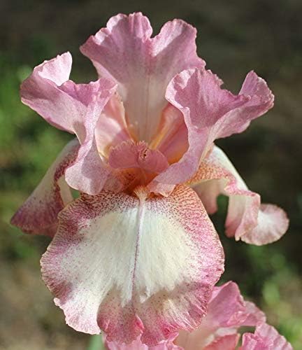 Supreme Pink Mix, Colorful Bearded REBLOOMING IRIS (1) Rhizome/Bulb/Root Ready for Planting Now