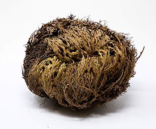 Saint Terra - Rose of Jericho Flower the Resurrection Plant, Jumbo Size, 5 to 6 Inches Wide