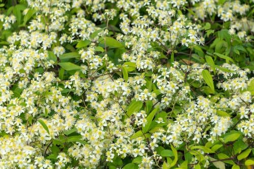 20 White Clematis Virginiana/Virgins Bower Flower Vine Seeds | Virgins Bower, Love Vine