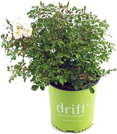 Drift Roses - Rosa Peach Drift (Rose) Rose, double peach flowers, #2 - Size Container