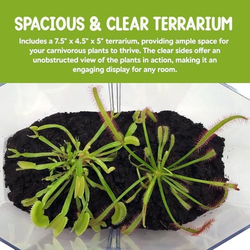 Venus Fly Trap and Sundew Live Plant Set with Terrarium and Food Bundle | 2 carnivorous plants together, protein-packed food