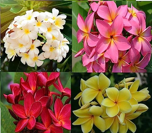 4 Mixed Colors Hawaiian Plumeria Plant Cuttings – 11-Inch East to Root | Red, Yellow, White