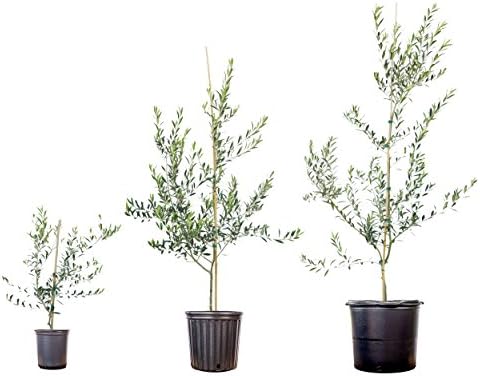 Arbequina Olive Tree - Live Plant, Includes Special Blend Fertilizer & Planting Guide