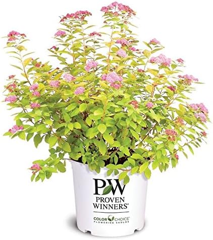 Proven Winners - Spiraea jap. Double Play Gold (Spirea) Shrub, , #3 - Size Container