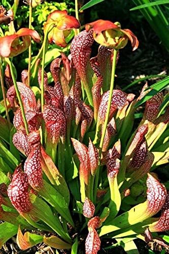 Live Carnivorous Pitcher Plant Sarracenia x ‘Scarlet Belle’ - Bare Root Rhizome