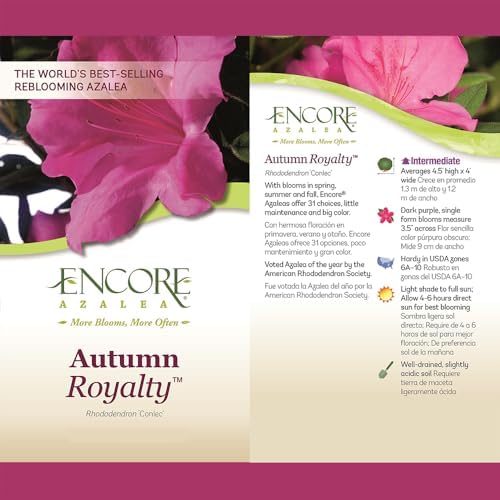 Encore Azalea Autumn Royalty (1 Gallon) Azalea of THE Year Purple Flowering Shrub - Full Sun Live Outdoor Rhododendron Plants