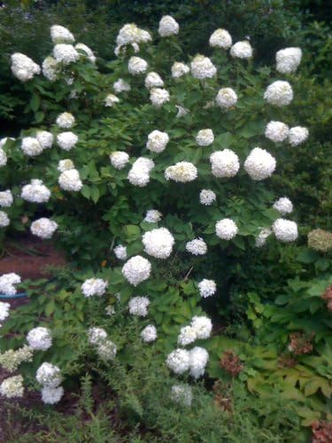 Hydrangea Paniculata 'Limelight' Panicle Hydrangea, 3 Gallon | 3 Year Plants, 30-36", Outdoor