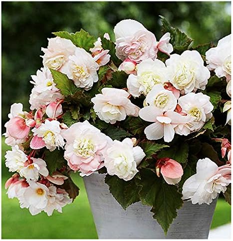 1 Anglique Odorata Begonia Corm Bulb - Beautiful in Ground or in Pots bur Not Cold Hardy