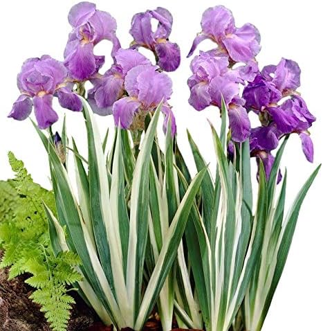 Easy to Grow Iris Pallida Variegata Pack of 1 Potted Flower Bulb - Rooted & Established in 4" Quart Pot