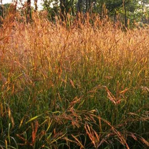 Outsidepride Perennial Andropogon Big Bluestem Grass Seed - 1 lb. Warm Season, Drought Resistant, Native Prairie Grass Seed, Ideal for Erosion Control, Ornamental Landscaping & Wildlife Gardens