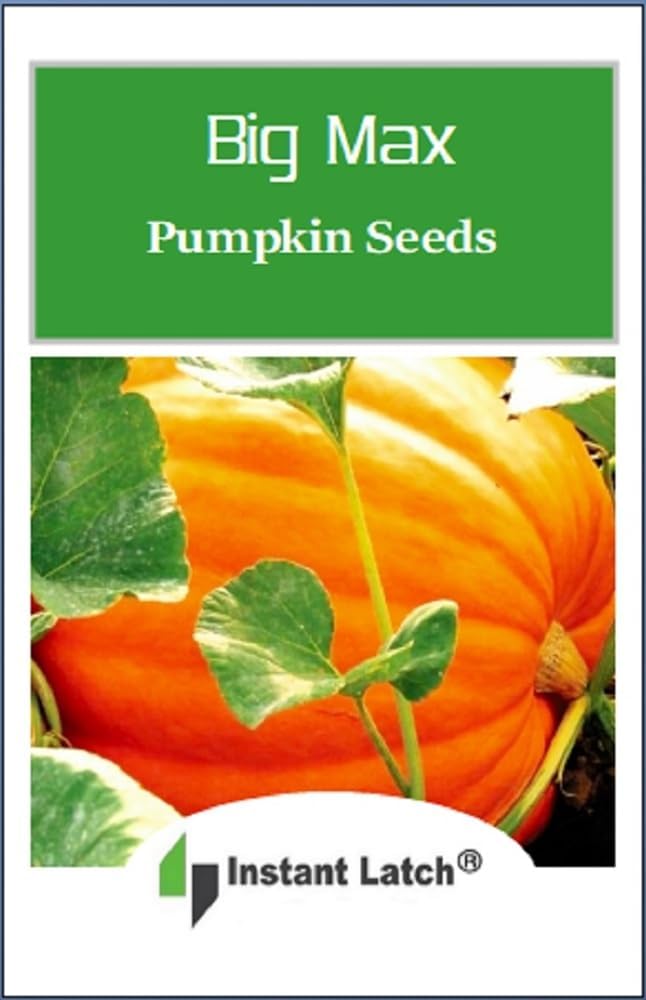 20 Big Max Pumpkin Seeds for Planting Non GMO Heirloom Seeds Fresh Garden Seed