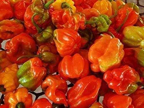 Sweet/Perennial Sweet Pepper Aji Dulce #2" Venezuelan Heirloom (100 Seeds) Sweet, Flavorful - Rare