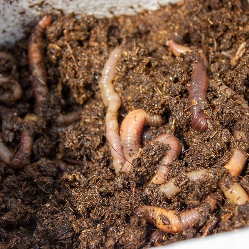 Magic Products Buss Worm Bedding, 5-Pound,black