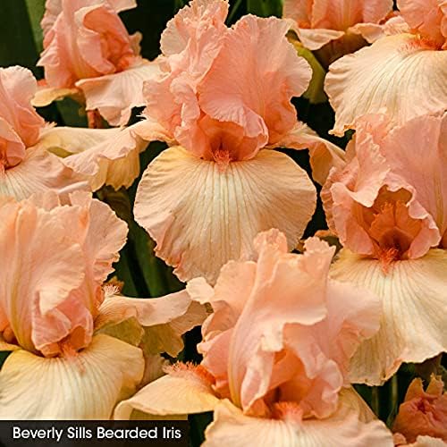 Breck's Bulbs and Perennials Beverly Sills Tall Bearded Reblooming Bare Root Iris - Specially selected mixture of colourful German irises will bloom