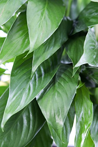 KaBloom-Peace Lily Plant (USABQ) for Valentine, Mother's Day