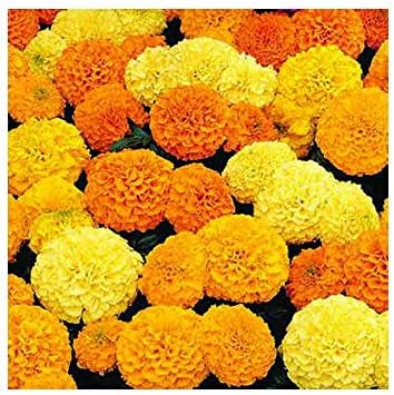 Park Seed Whopper Mix Marigold Flower Seeds – Giant 4-Inch Double Blooms in Yellow, Gold & Orange, Compact and Weather-Resistant Plants, Easy to Grow for Beds or Containers – Pack of 25