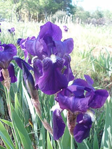 PURPLE/BLUE GERMAN BEARDED REBLOOMING IRIS (1) Rhizome/Bulb/Root Ready for Planting Now