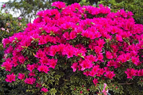 Espoma Organic Azalea-Tone 4-3-4 Natural & Organic Fertilizer and Plant Food for All Flowering Evergreen Shrubs. 4 lb. Bag. Use for Planting &
