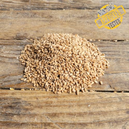 Ernst Grain & Livestock Soft Red Wheat Berries – Non‑GMO Feed Grade – 46 LB Bulk Bag – Ideal for Livestock & Poultry Feed – Grown (Family