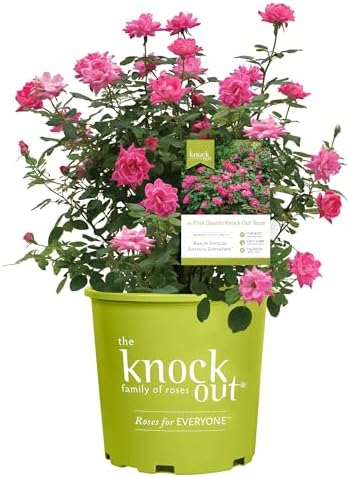 Knock Out 2 Gal. Double Pink Rose Shrub