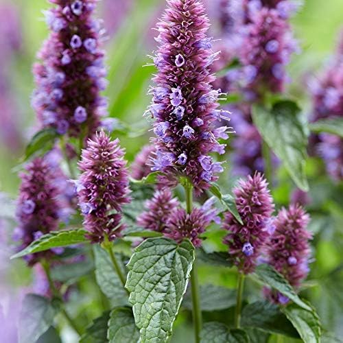 Agastache Mexicana ‘Sangria’ “Mexican Giant Hyssop” commonly Called Toronjil (100, Seeds)