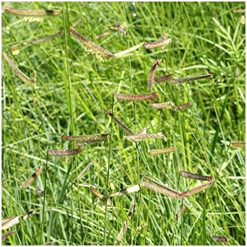1000 Blue Grama Native Grass Seeds - Gold Vault Jumbo Seed Packet