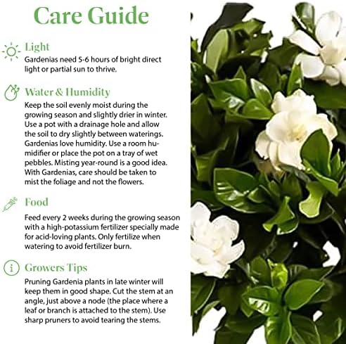 American Plant Exchange Gardenia Tree – Live Evergreen in Large 8-Inch Pot, Fragrant White Blooms, Easy-Care Indoor & Outdoor Flowering Tree for Home, Patio & Garden Décor