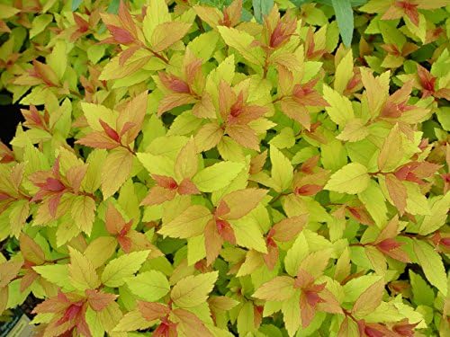 Proven Winners - Spiraea jap. Double Play Gold (Spirea) Shrub, , #3 - Size Container