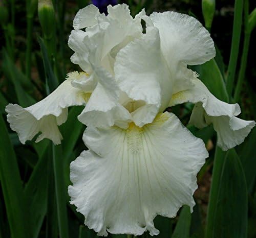 Sapphire, Immortality, White Reblooming Tall Bearded Iris Rhizome, Root, Plant