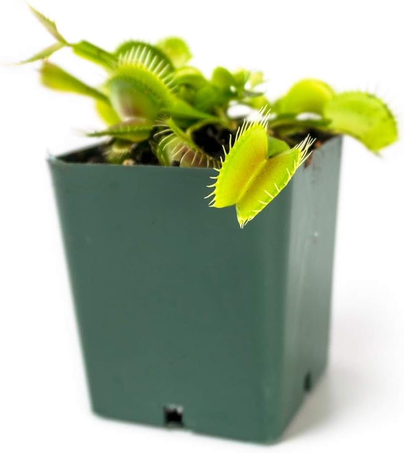 Sprig & Stone Carnivorous Plant Dionaea muscipula (Venus Fly Trap)