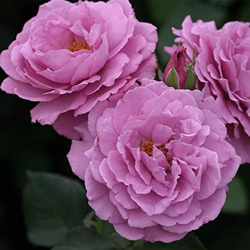 Heirloom Floribunda Roses, Live Own Root Plant, Koko Loko™ | Moderately Fragrant, Hardiness Zones: 6-10, Repeat Blooming,For Outdoor Gardens, Planters, and Pots