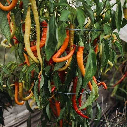 Surmeli Turkish Sweet Pepper - 25 Seeds - Rare Heirloom Turkish Pepper, USA-Grown