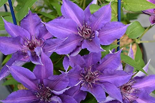 Raymond Evison Clematis - Clematis Giselle (Clematis) Perennial, pink flowers, 8`` - Size Container