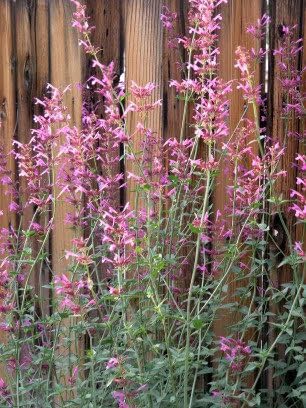 30 RED AGASTACHE 'Heather Queen' Hummingbrid Mint Hyssop Flower Herb Seeds