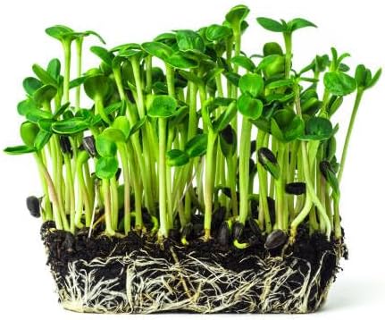 Black Oil Sunflower Seed 4 LB