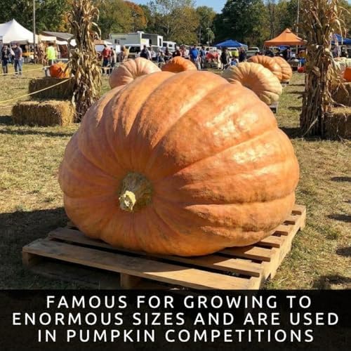 Biggest Pumpkin in The World | 10 Seeds | Grow Atlantic Giant Pumpkins